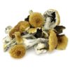Golden-Teacher-Mushrooms