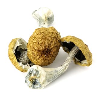 Buy Arenal Volcano Magic Mushrooms in Canada - Kannabis Kulture