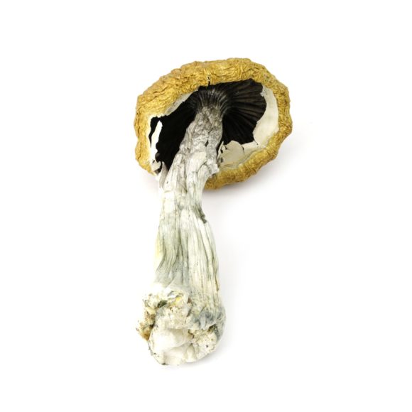 Golden-Teacher-Mushrooms-3
