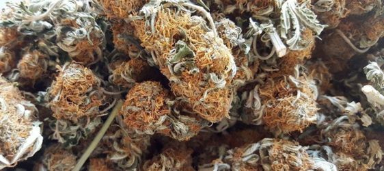 Read more about the article Are You Smoking PGR Weed?